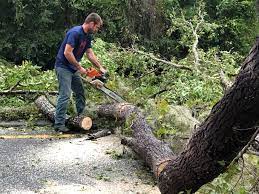 Seasonal Cleanup (Spring/Fall) in Streamwood, IL