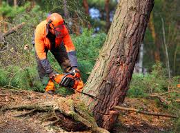 How Our Tree Care Process Works  in  Streamwood, IL