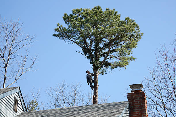 Trusted Streamwood, IL Tree Care Experts